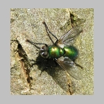Gymnochaeta viridis - Raupenfliege 02.jpg